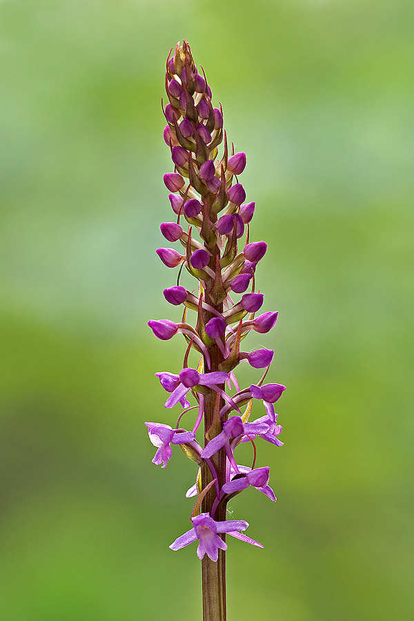 da determinare (Gymnadenia conopsea)